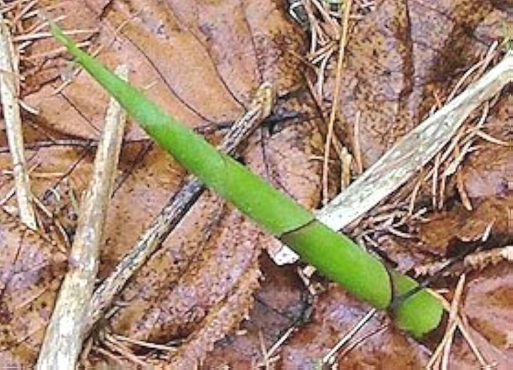 Amazon.co.jp: 北海道産 姫竹の子(ヒメタケノコ)1kg 出荷時期：5